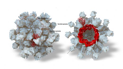 Hepatit E Belirtileri ve Tedavisi